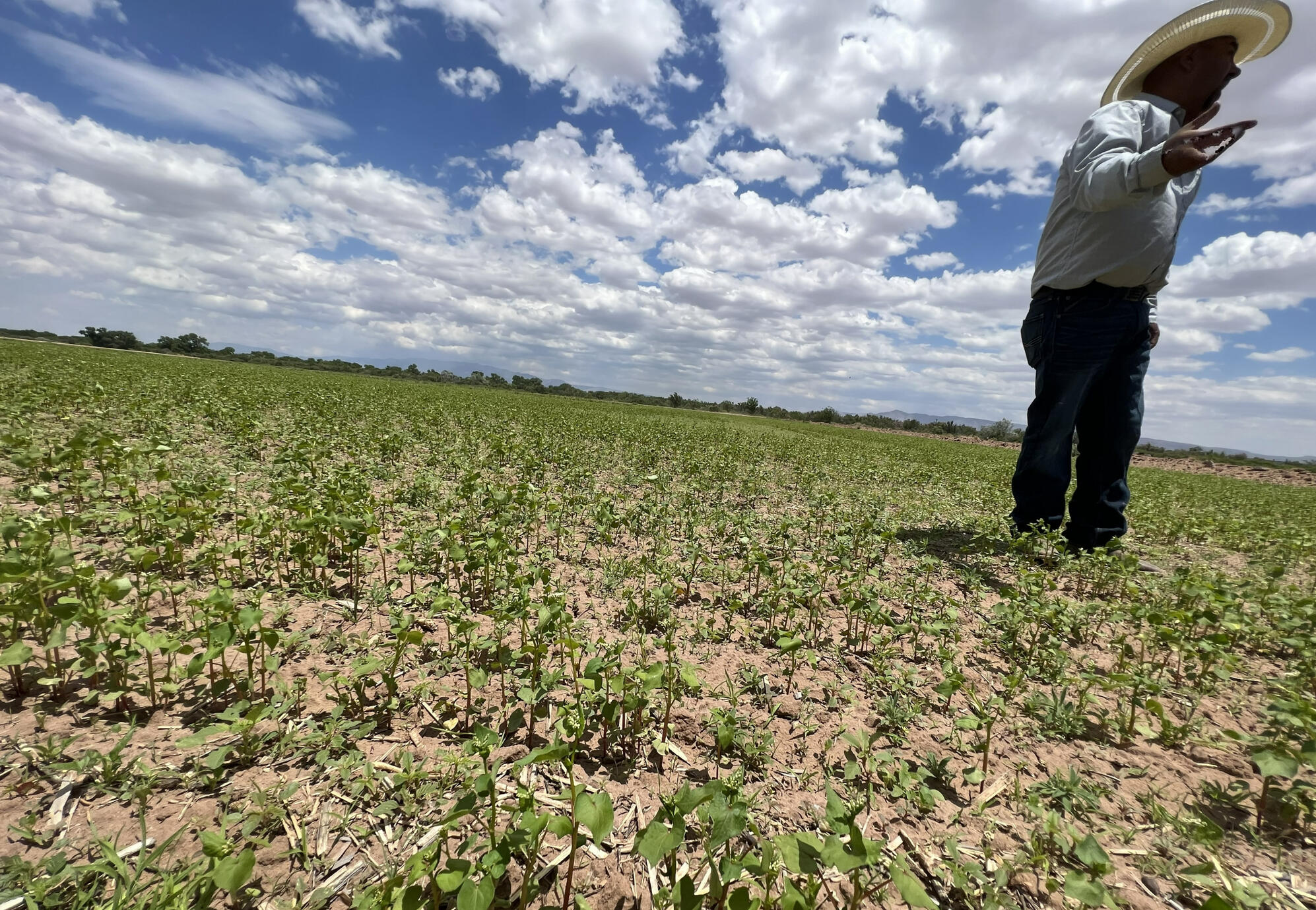Curabitur a orci